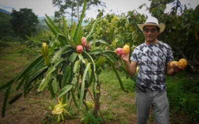 𝐋𝐀 𝐏𝐈𝐓𝐀𝐇𝐀𝐘𝐀, 𝐂𝐔𝐋𝐓𝐈𝐕𝐎 𝐘 𝐏𝐑𝐎𝐃𝐔𝐂𝐂𝐈Ó𝐍 𝐄𝐒𝐓𝐑𝐀𝐓É𝐆𝐈𝐂𝐎 𝐀𝐃𝐀𝐏𝐓𝐀𝐁𝐋𝐄 𝐀𝐋 𝐂𝐀𝐌𝐁𝐈𝐎 𝐂𝐋𝐈𝐌Á𝐓𝐈𝐂𝐎